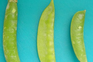Minding My Peas