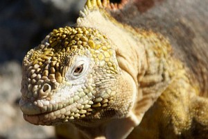 Animals of the Galapagos Islands