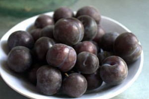 Plum Crazy for Wild Plums