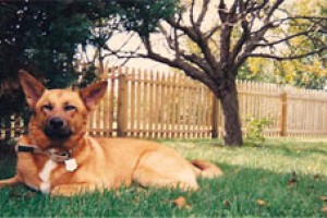 Radar, loyalist, food critic, media hound and renowned ladies man dies at 15