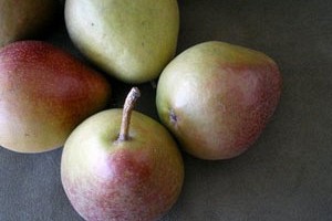 In Season: October - Seckel Pears