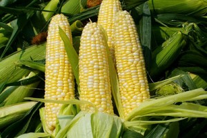 Best Simple Boiled Corn on the Cob